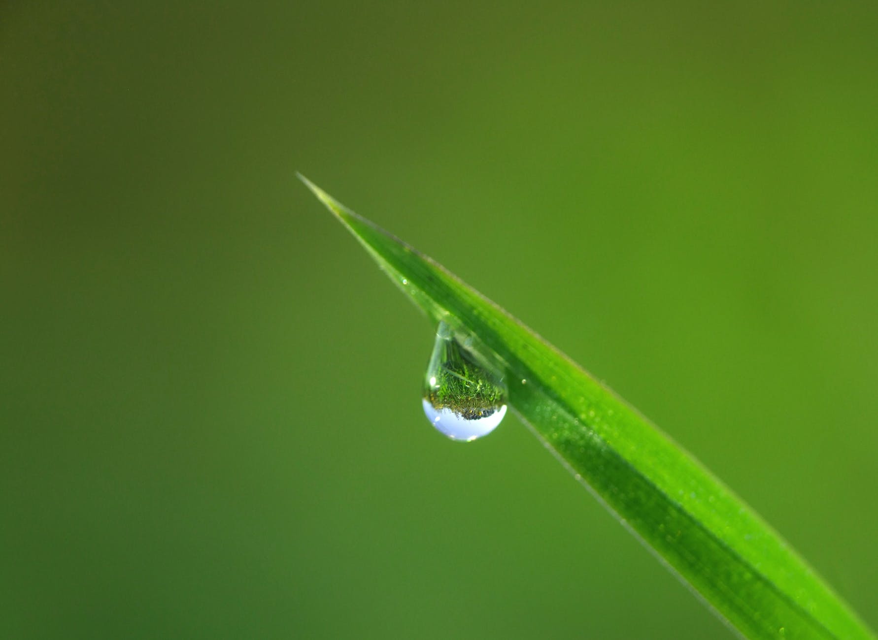 blade of grass close up dew drip