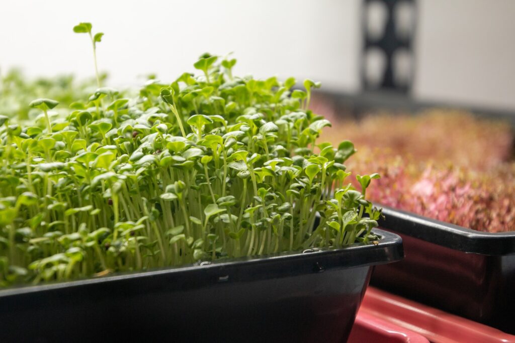 a couple of trays filled with microgreen plants