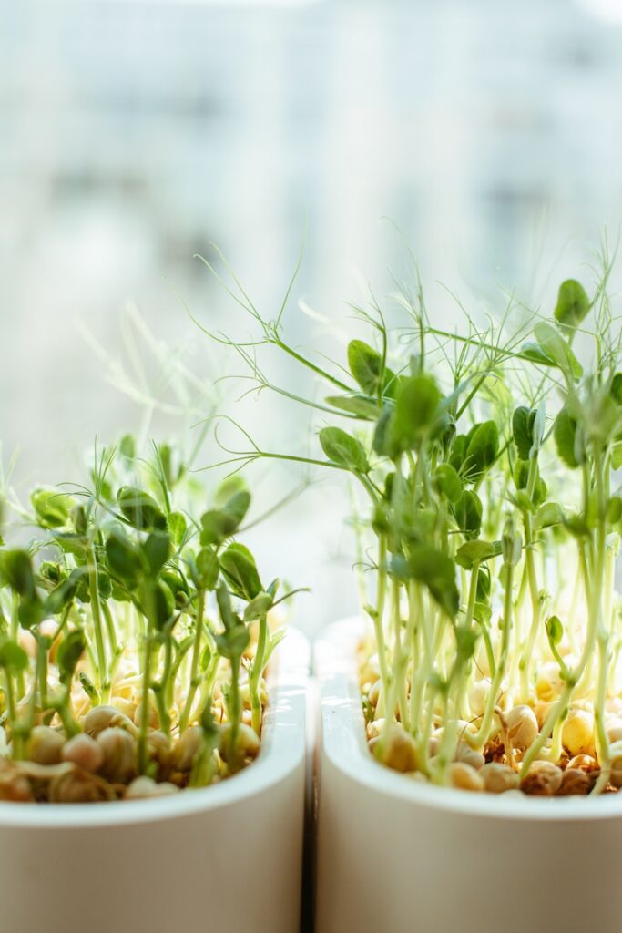 microgreen sprouts