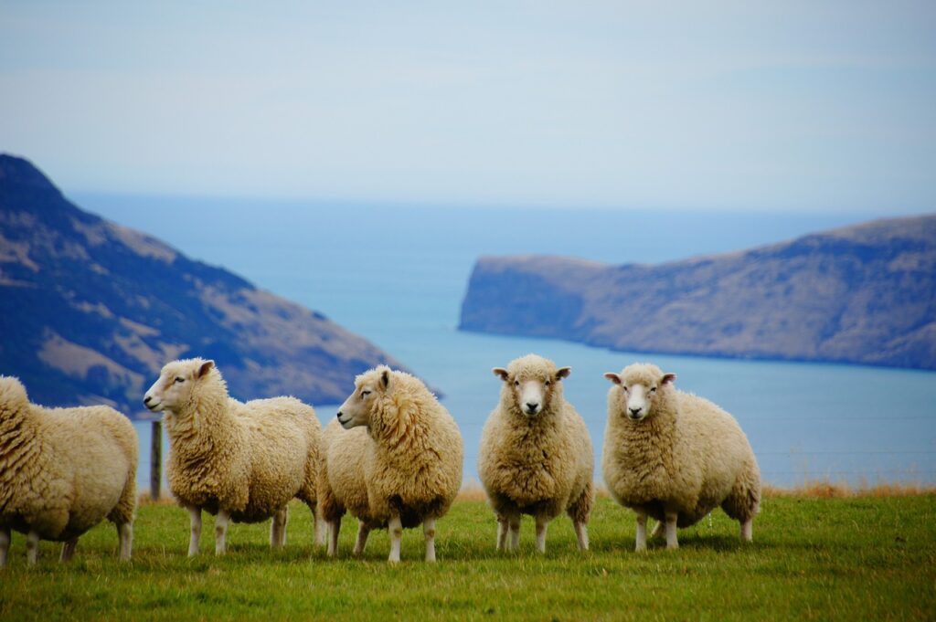 new zealand, sea, sheep, sheep with wool coats used to make wool products such as dryer balls