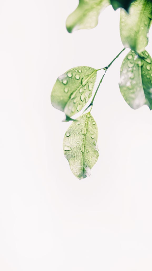 Water Drops on Green Leaves