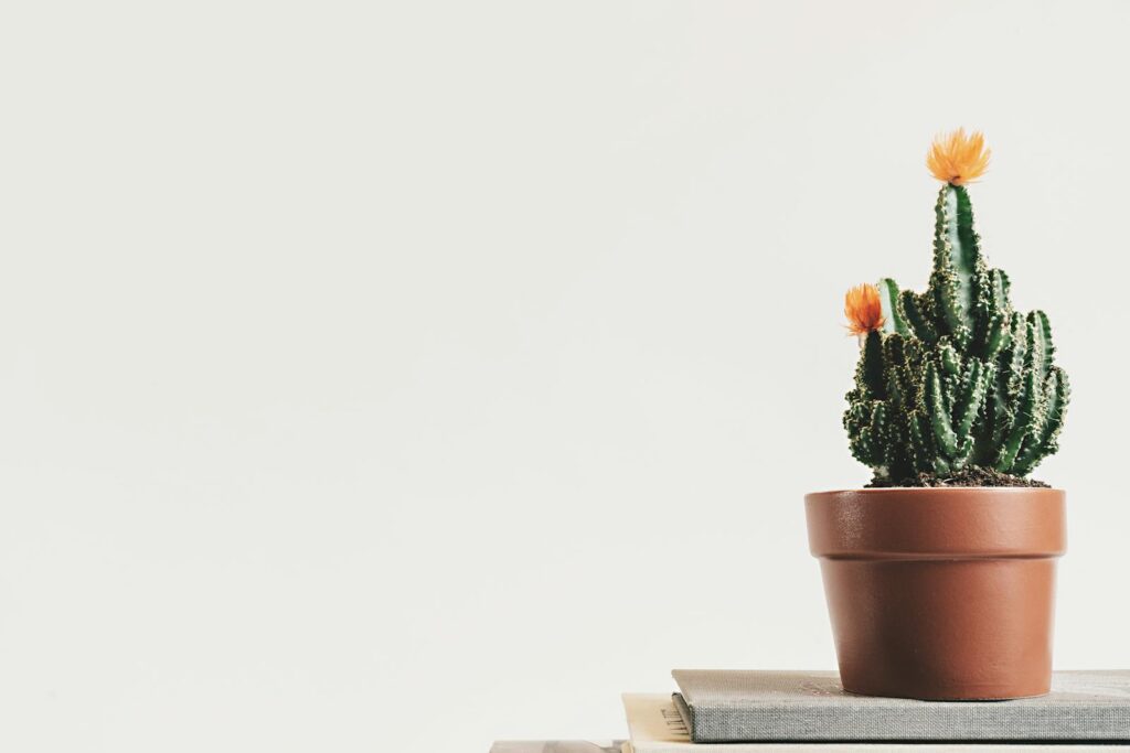 Minimalist aesthetic of cactus plant sitting on financial planning books.